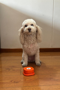 BOTÓN ENTRENAMIENTO PARA PERROS